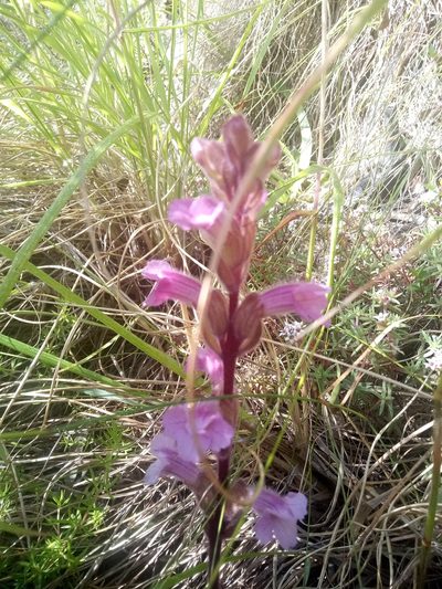 Harveya pauciflora, photographed by Jeremy Gilmore