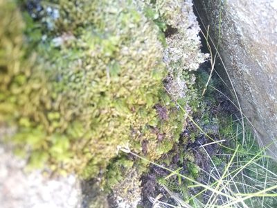 Hymenophyllum capense, photographed by Jeremy Gilmore
