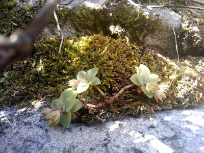 Crassula pellucida, photographed by Jeremy Gilmore