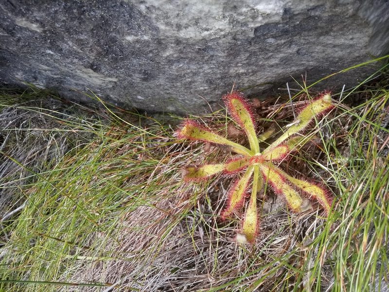 Drosera hilaris, photographed by Jeremy Gilmore