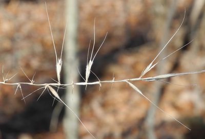 Elymus hystrix, photographed by Michael J. Papay