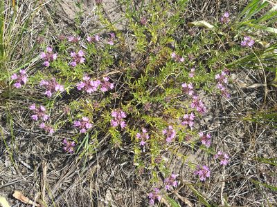 Thymus pallasianus, photographed by Dmitriy Bochkov