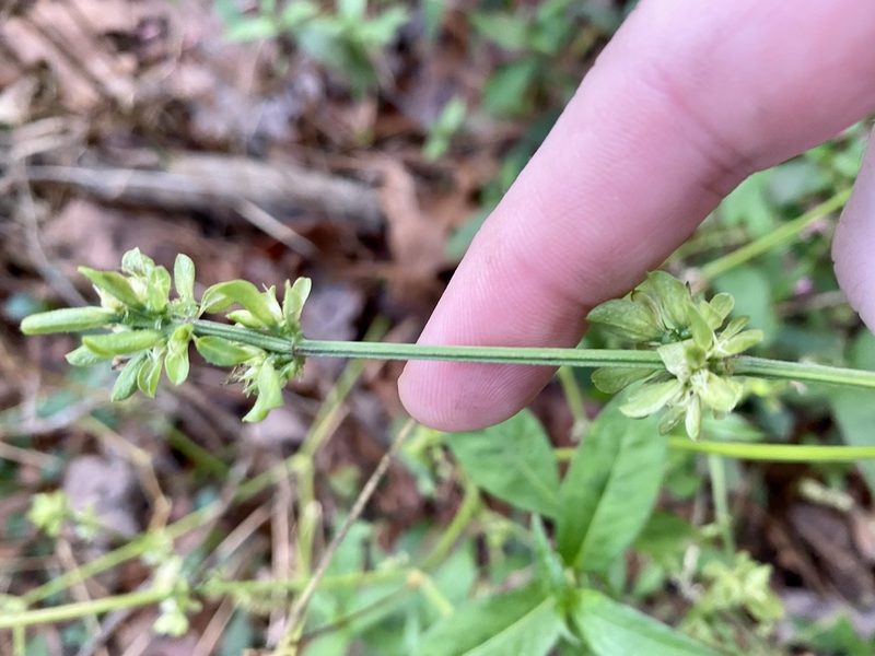 Dicliptera brachiata, photographed by Emily Summerbell