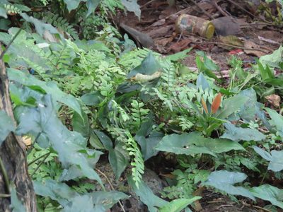 Adiantum latifolium, photographed by Navaneeth Sini George