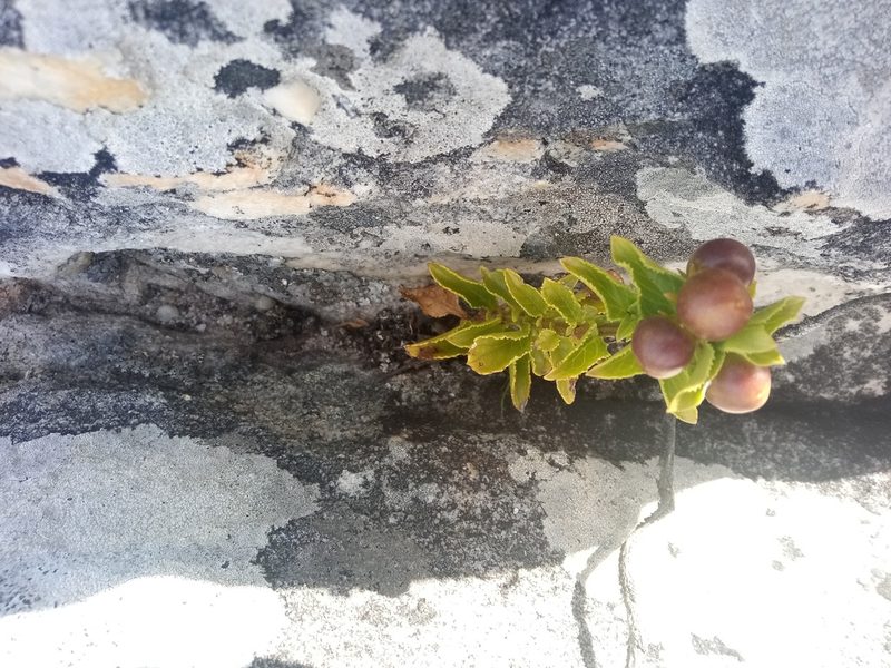 Teedia lucida, photographed by Jeremy Gilmore