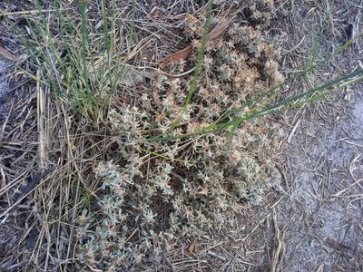 Helichrysum tinctum, photographed by Jeremy Gilmore