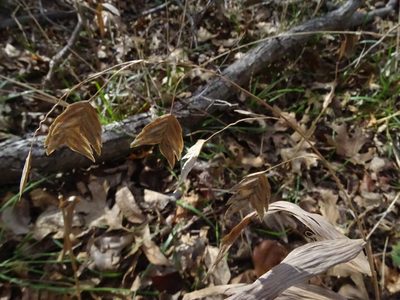 Chasmanthium latifolium, photographed by Nathan May