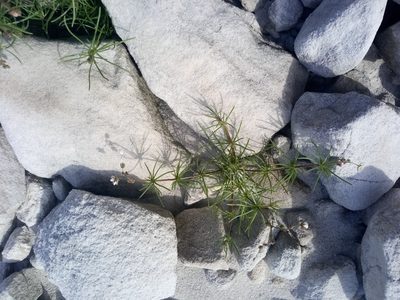 Spergula arvensis, photographed by Jeremy Gilmore