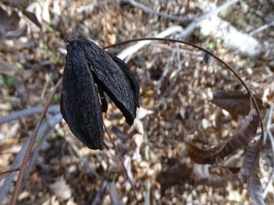 Carya illinoinensis, photographed by Nathan May