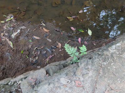 Adiantum latifolium, photographed by Navaneeth Sini George