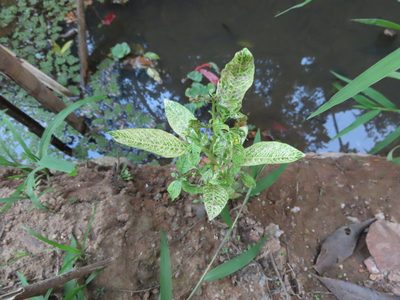 Synedrella nodiflora, photographed by Navaneeth Sini George