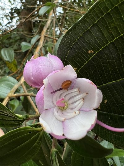 Axinaea macrophylla, photographed by Nicolás Baresch Uribe