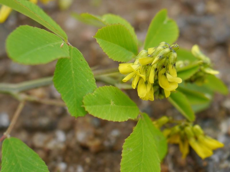 Trigonella emodi, photographed by Dinesh Valke
