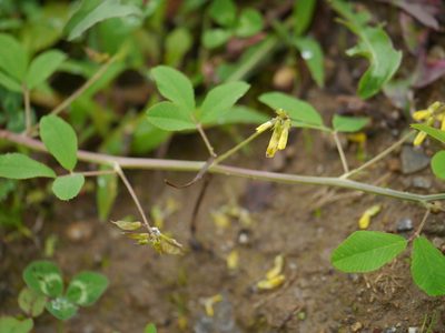 Trigonella emodi, photographed by Dinesh Valke