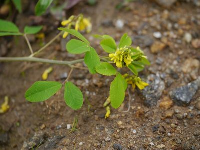 Trigonella emodi, photographed by Dinesh Valke