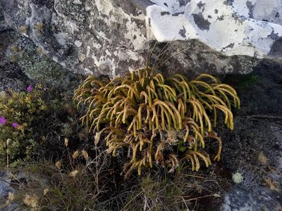 Phlegmariurus gnidioides, photographed by Jeremy Gilmore