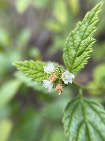 Varronia bullata, photographed by Brandon Corder