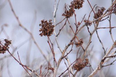 Physocarpus opulifolius, photographed by Becca