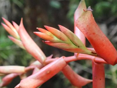 Tillandsia guatemalensis, photographed by keesgroenendijk