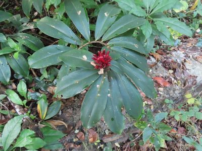 Hellenia speciosa, photographed by Navaneeth Sini George