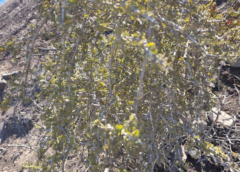 Porlieria chilensis, photographed by Darío De la Fuente