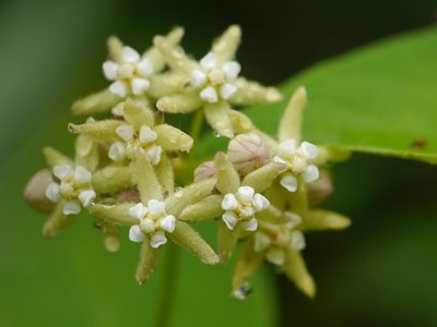 Cynanchum auriculatum, photographed by Dinesh Valke