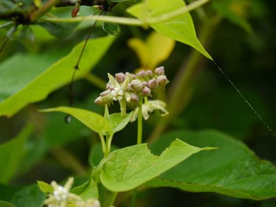 Cynanchum auriculatum, photographed by Dinesh Valke