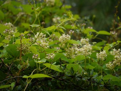 Cynanchum auriculatum, photographed by Dinesh Valke