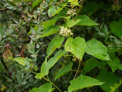 Cynanchum auriculatum, photographed by Dinesh Valke