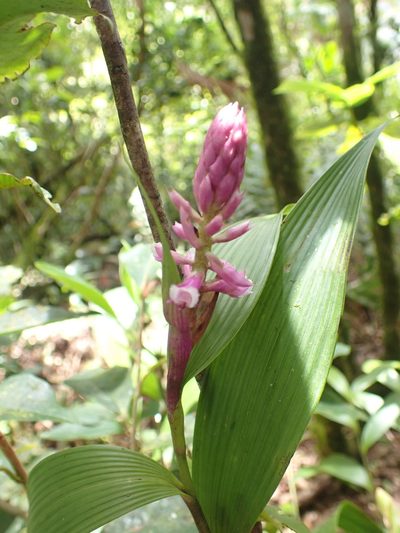 Elleanthus robustus, photographed by keesgroenendijk
