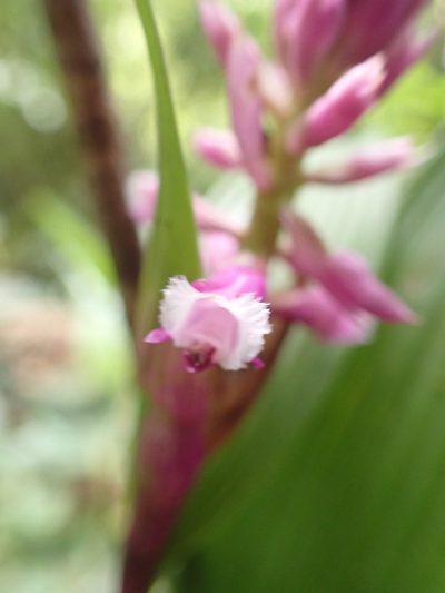 Elleanthus robustus, photographed by keesgroenendijk