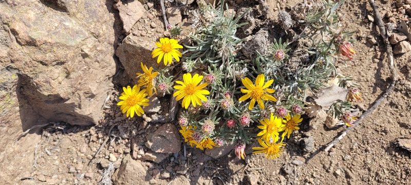 Chaetanthera chilensis, photographed by Darío De la Fuente