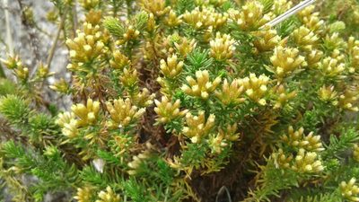Helichrysum niveum, photographed by Jeremy Gilmore