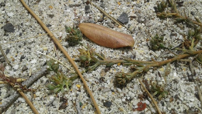 Thesium ecklonianum, photographed by Jeremy Gilmore