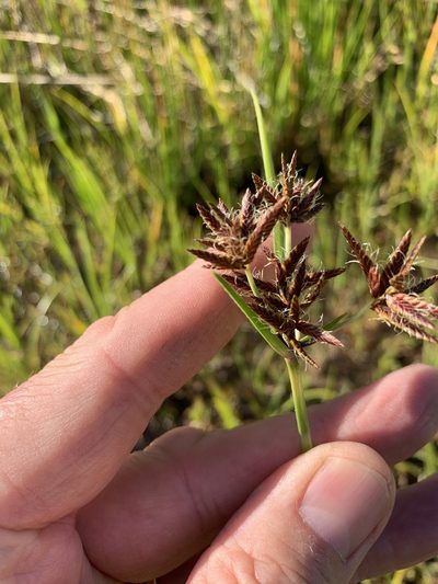 Cyperus nitidus, photographed by Dave Richardson