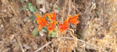 Alstroemeria ligtu