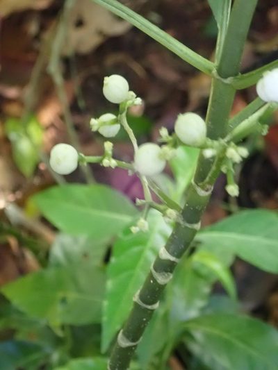 Notopleura tolimensis, photographed by keesgroenendijk