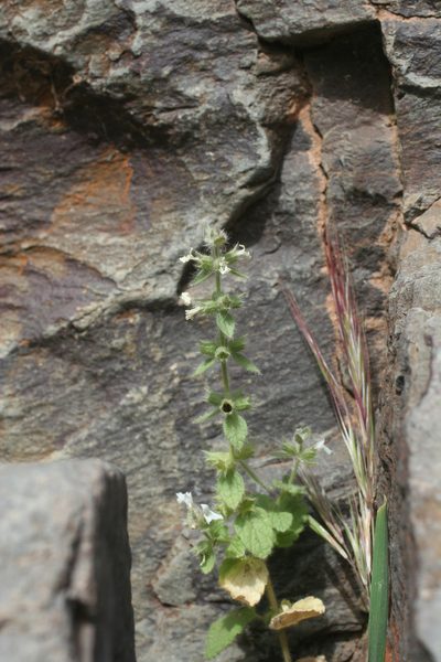 Sideritis cossoniana, photographed by Oleg Kosterin