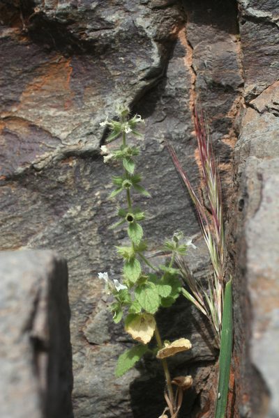Sideritis cossoniana, photographed by Oleg Kosterin