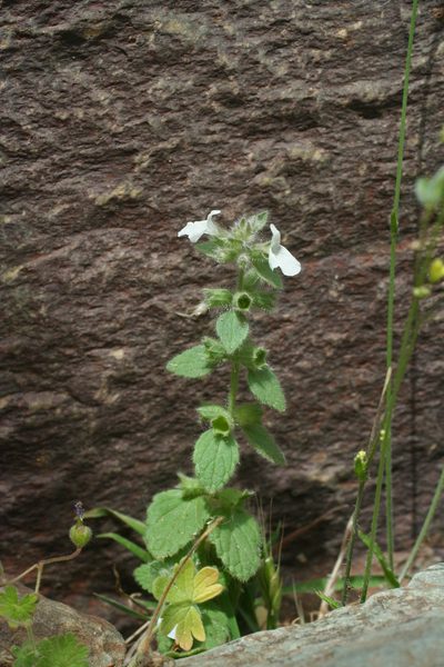 Sideritis cossoniana, photographed by Oleg Kosterin