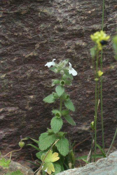 Sideritis cossoniana, photographed by Oleg Kosterin