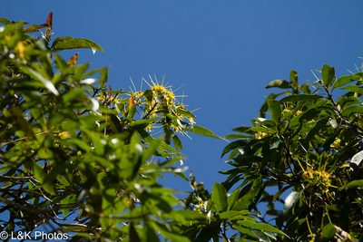 Xanthostemon chrysanthus, photographed by lallen