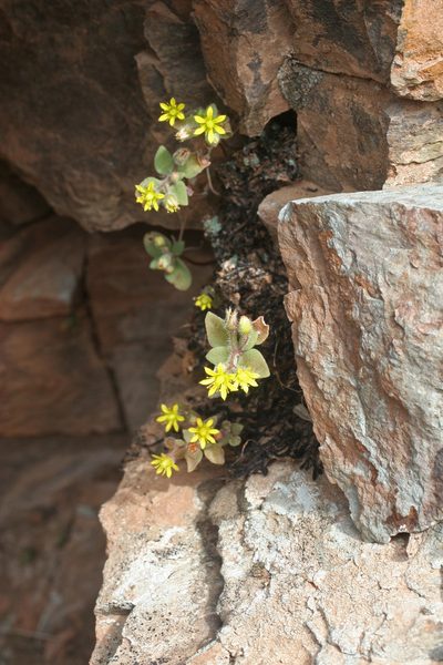 Sedum modestum, photographed by Oleg Kosterin