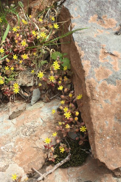 Sedum modestum, photographed by Oleg Kosterin