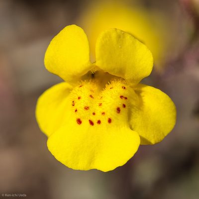 Erythranthe nudata, photographed by Ken-ichi Ueda