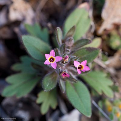 Collomia diversifolia, photographed by Ken-ichi Ueda