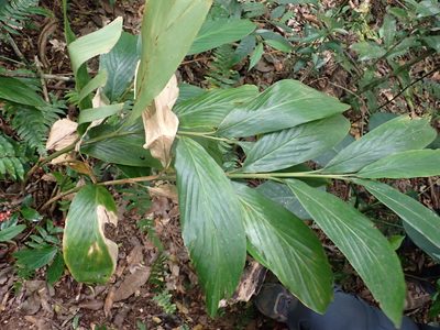 Renealmia alpinia, photographed by keesgroenendijk