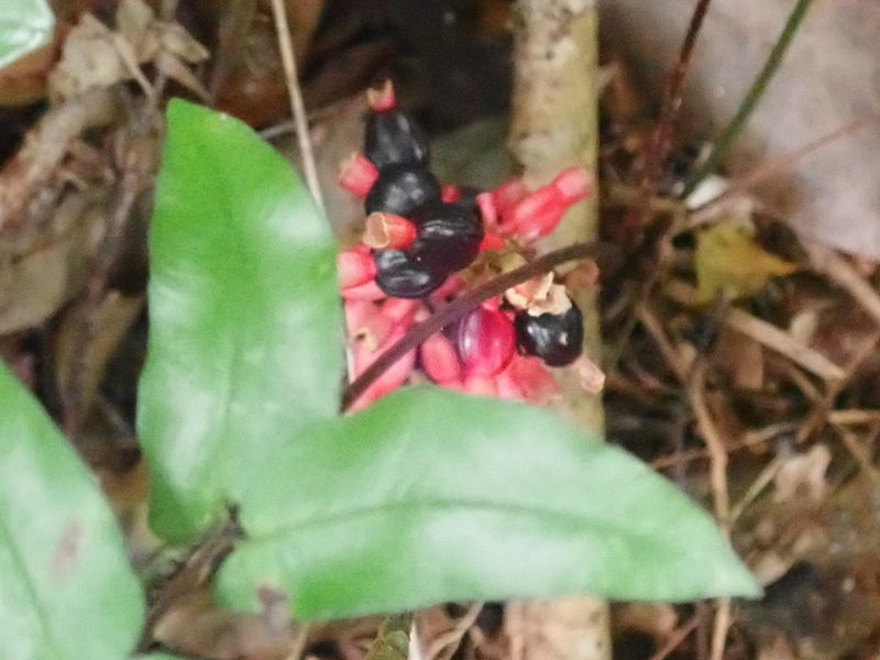 Renealmia alpinia, photographed by keesgroenendijk