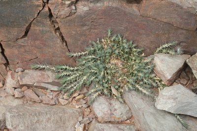 Polycnemum fontanesii, photographed by Oleg Kosterin