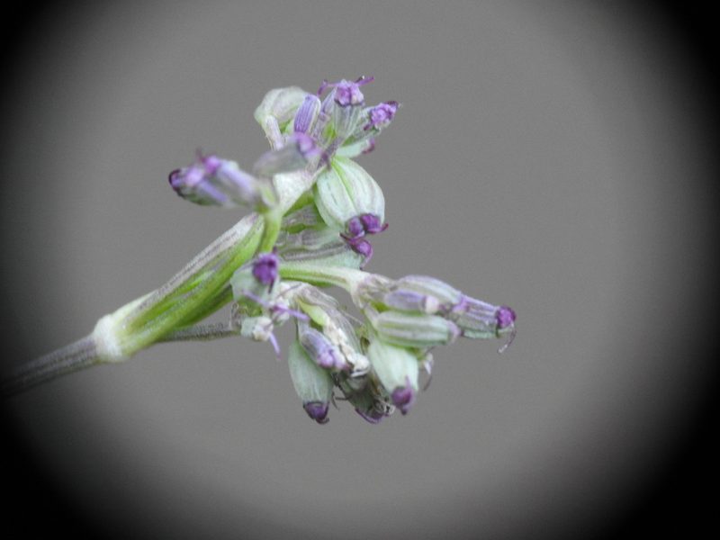 Seseli montanum, photographed by Yves Bas